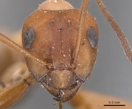 Formica subintegra - CASENT0905694