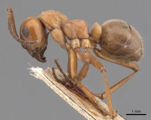 Formica subintegra - CASENT0905694