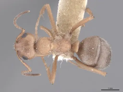 Formica subintegra - FMNHINS0000046519