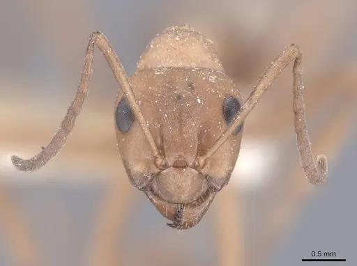 Formica subintegra - FMNHINS0000046519