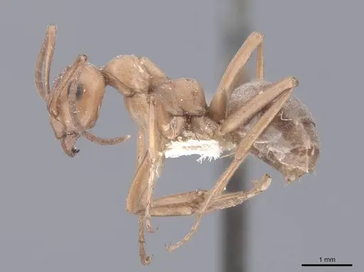 Formica subintegra - FMNHINS0000046519