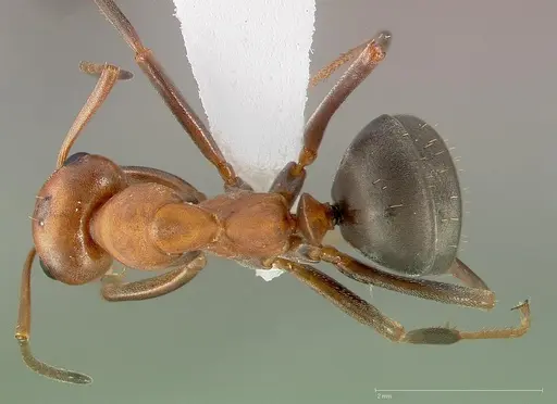 Formica subnitens specimen