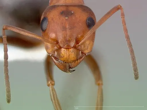 Formica subnitens specimen