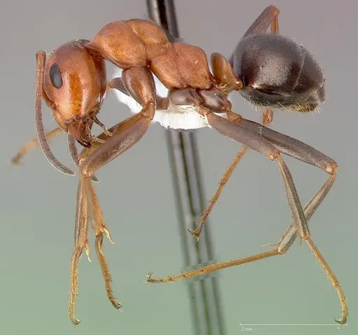 Formica subnitens specimen