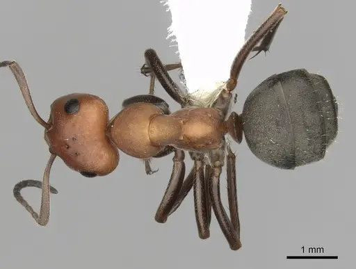 Formica subnitens - CASENT0280406