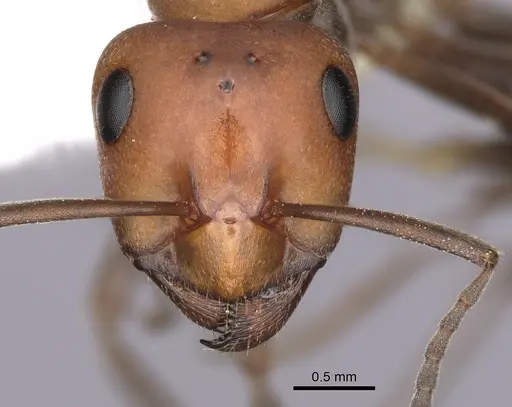 Formica subnitens - CASENT0280406