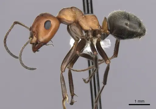 Formica subnitens - CASENT0280406