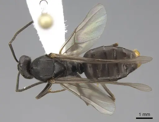 Formica subnitens - CASENT0843942