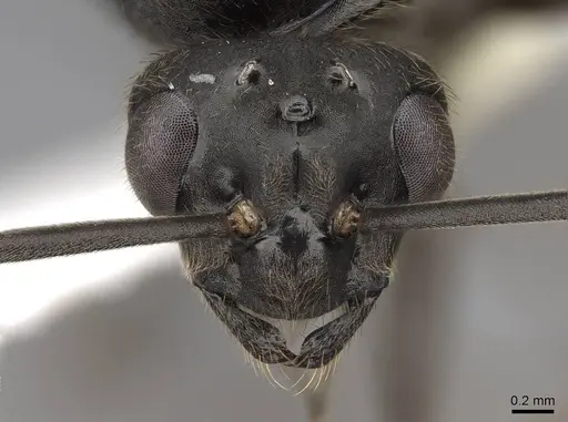 Formica subnitens - CASENT0843942