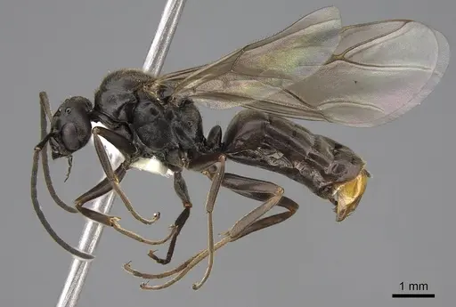 Formica subnitens - CASENT0843942