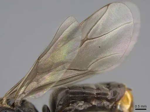 Formica subnitens - CASENT0843942