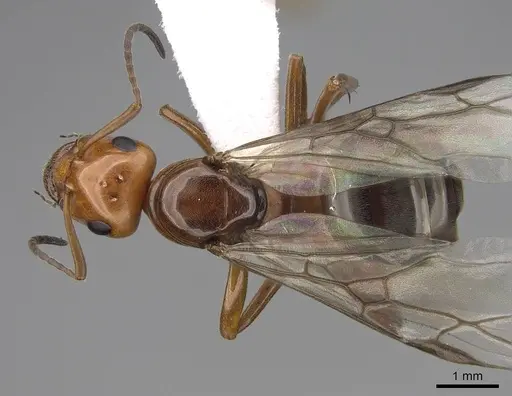 Formica subnitens - CASENT0843943