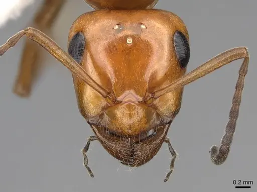 Formica subnitens - CASENT0843943