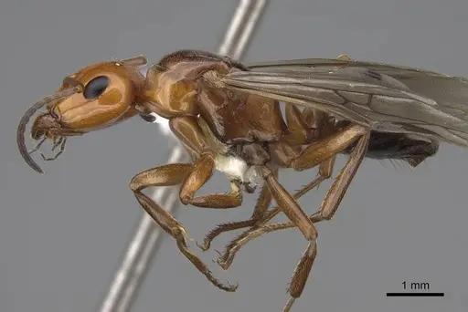 Formica subnitens - CASENT0843943