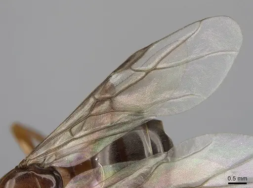 Formica subnitens - CASENT0843943