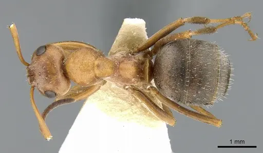 Formica subpilosa specimen