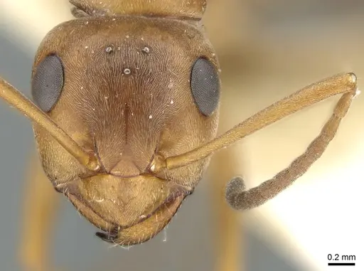 Formica subpilosa specimen