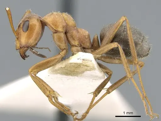 Formica subpilosa specimen