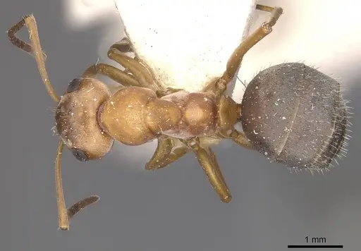 Formica subpilosa - CASENT0911079