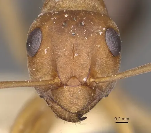 Formica subpilosa - CASENT0911079