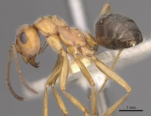 Formica subpilosa - CASENT0911079