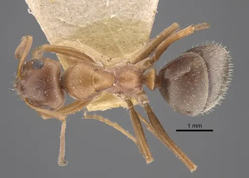 Formica subpilosa - CASENT0917335