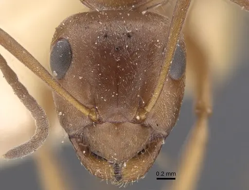 Formica subpilosa - CASENT0917335