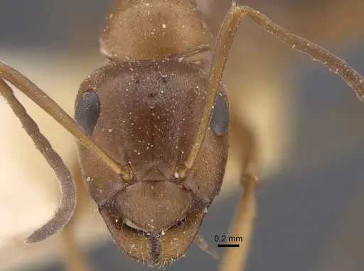 Formica subpilosa - CASENT0917335
