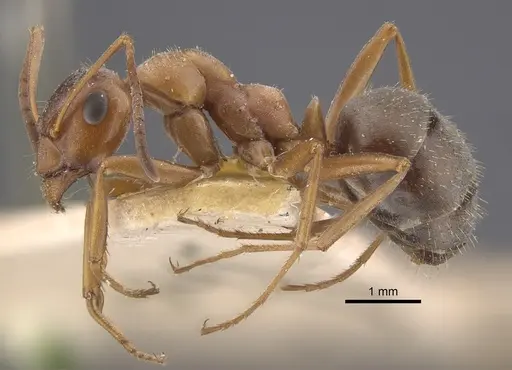 Formica subpilosa - CASENT0917335