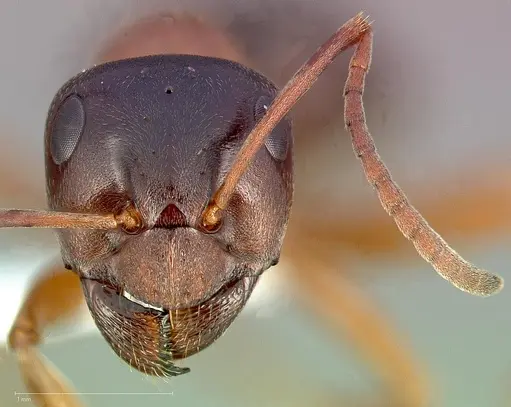 Formica subpolita specimen