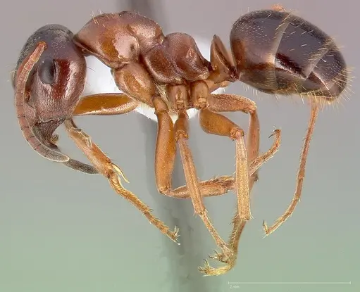 Formica subpolita specimen