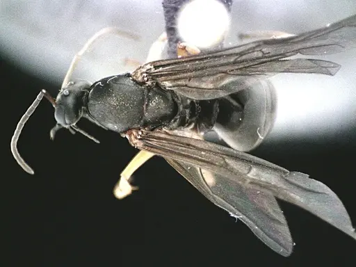 Formica subsericea specimen