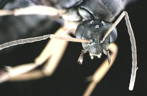 Formica subsericea specimen