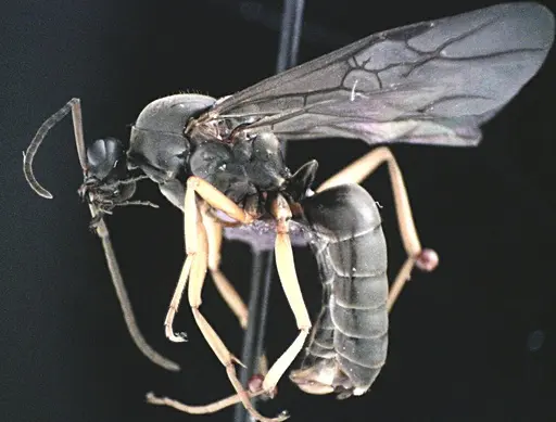 Formica subsericea specimen