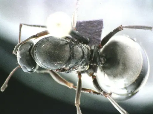 Formica subsericea - ANTWEB1041505