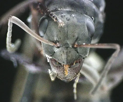 Formica subsericea - ANTWEB1041505