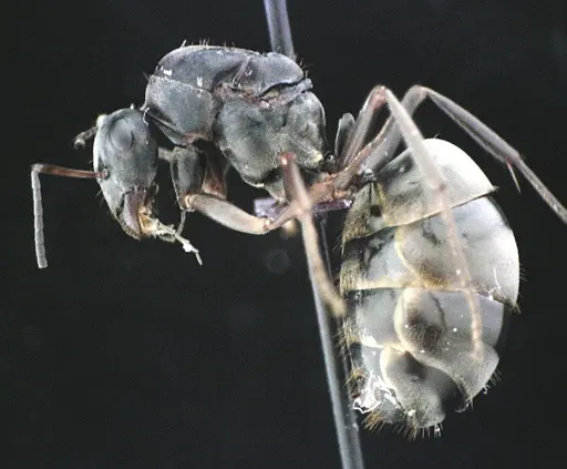 Formica subsericea - ANTWEB1041505