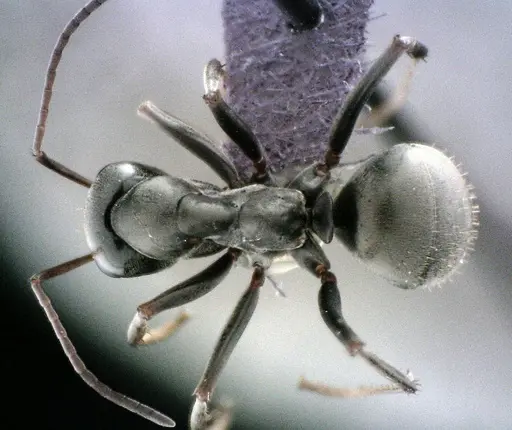 Formica subsericea - ANTWEB1041506