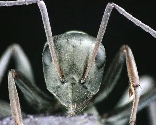 Formica subsericea - ANTWEB1041506