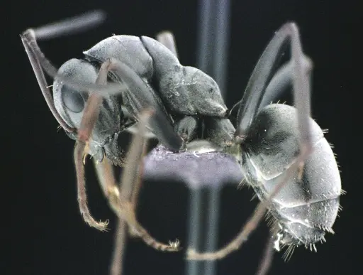 Formica subsericea - ANTWEB1041506