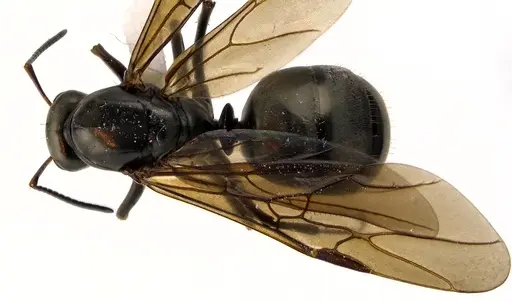 Formica subsericea - ANTWEB1041594