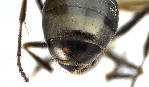 Formica subsericea - ANTWEB1041594