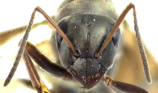 Formica subsericea - ANTWEB1041594