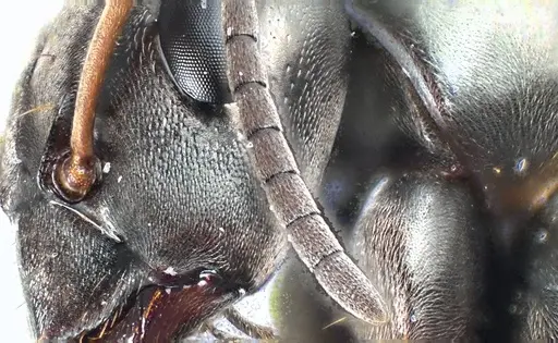 Formica subsericea - ANTWEB1041594