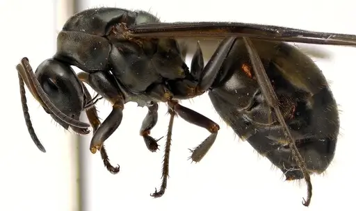 Formica subsericea - ANTWEB1041594