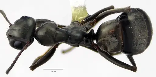 Formica subsericea - ANTWEB1041633