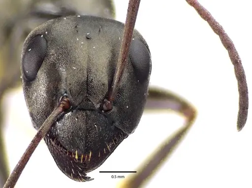 Formica subsericea - ANTWEB1041633