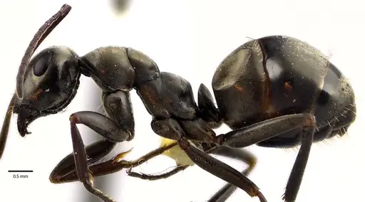 Formica subsericea - ANTWEB1041633