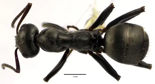 Formica subsericea - ANTWEB1041634