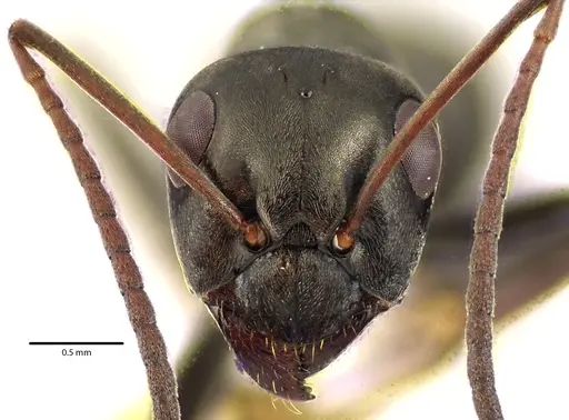 Formica subsericea - ANTWEB1041634